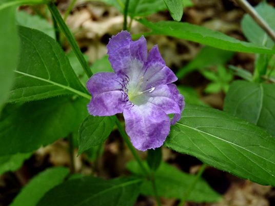 {Ruellia strepens}